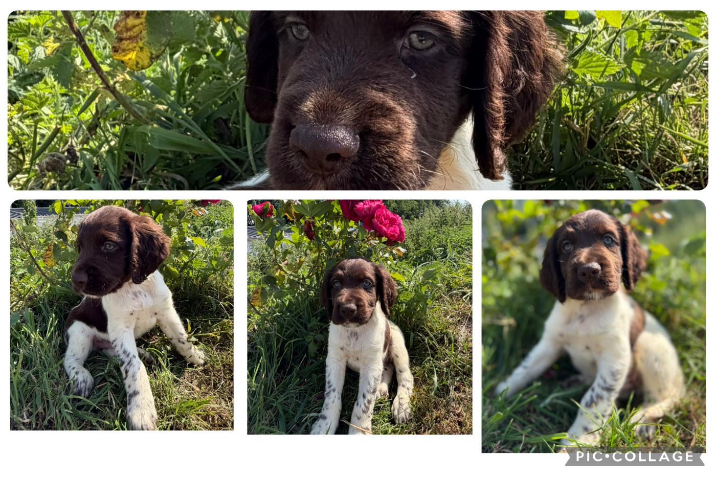 Chiot Petit Epagneul de Münster De La Plaine Eventée