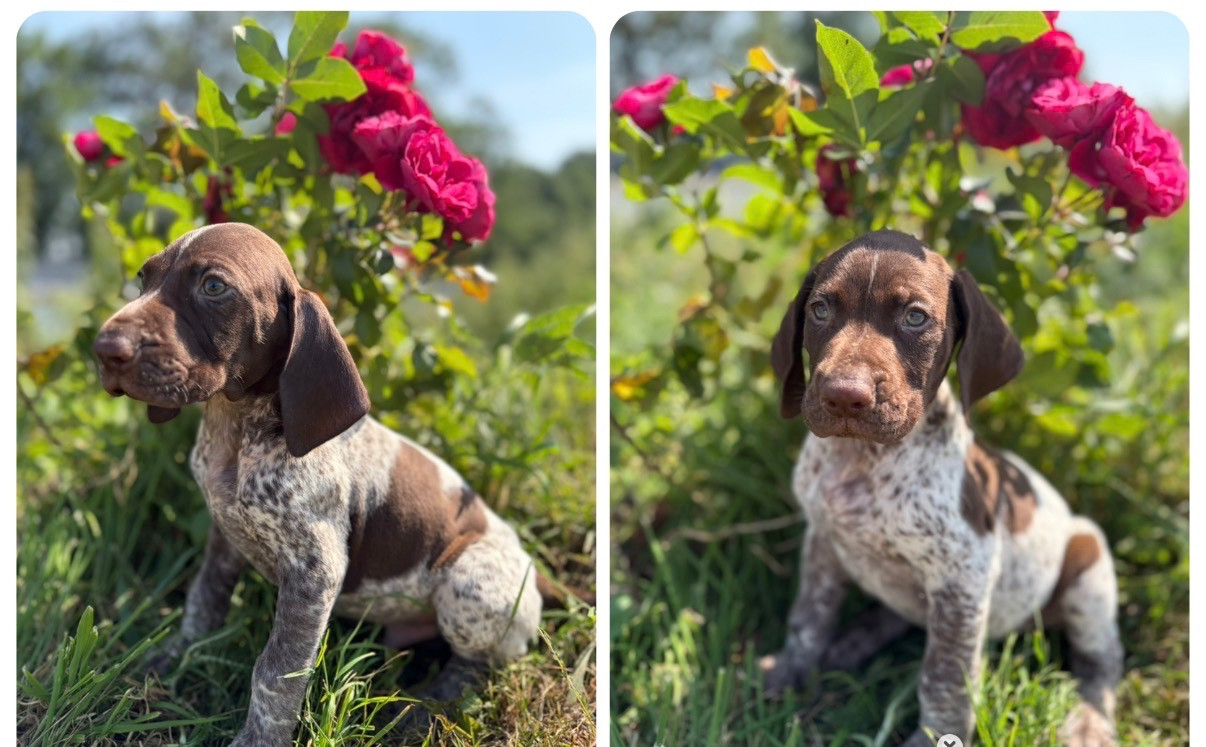 De La Plaine Eventée - Chiots disponibles - Braque allemand à poil court