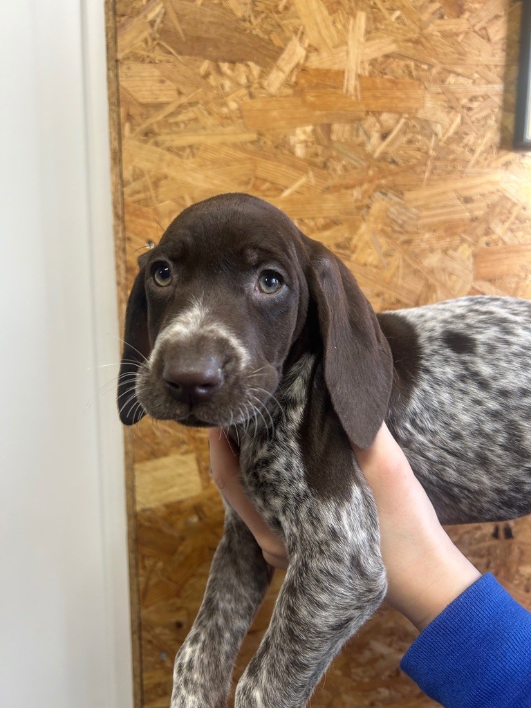 De La Plaine Eventée - Chiots disponibles - Braque allemand à poil court