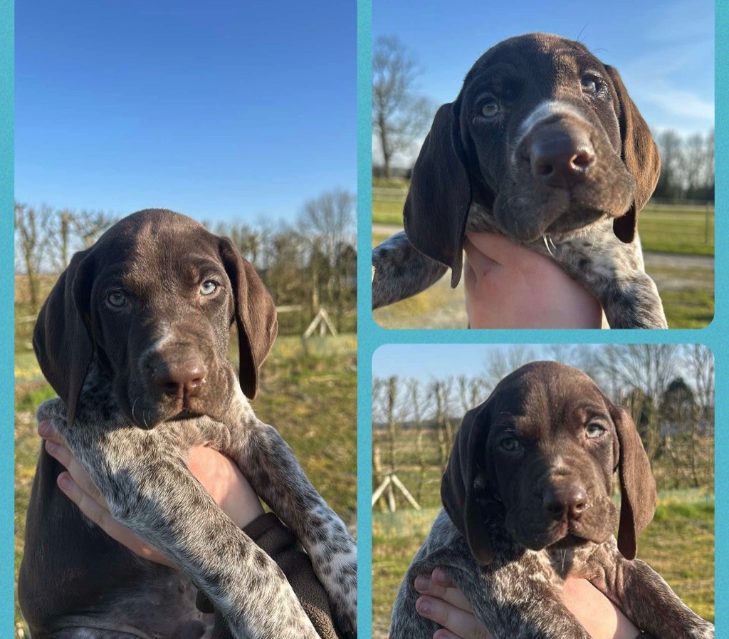 De La Plaine Eventée - Chiots disponibles - Braque allemand à poil court